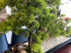 -顺峰(农展馆店)