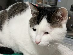 -艾贝尔宠物医院·24H转诊中心·肿瘤猫专科(江宁双龙店)