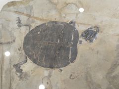 -辽宁古生物博物馆