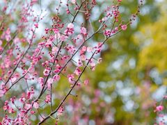 -花开海上生态园