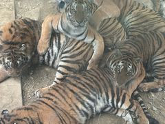 -栾川竹海野生动物园