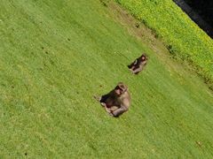 -海南热带野生动植物园