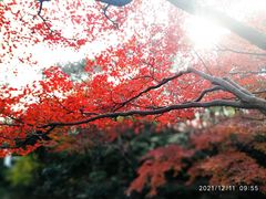 -秋霞圃