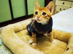 -哆趣宠物医院·眼科·内镜·急重症转诊中心(上海店)
