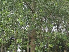 -黄海国家森林公园