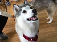 -Husky Go! 哈士奇体验馆·宠物咖啡厅狗咖