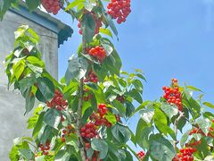 -樱桃山旅游景区