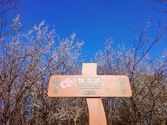 -顾村公园