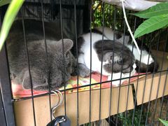 -海边的猫和咖啡馆