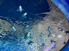 -上海海昌海洋公园