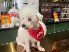 -more than meow吴止猫主题餐厅(承德 中船汇店)