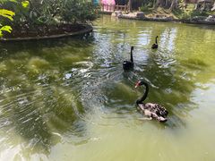 -深圳野生动物园