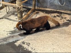 -Zoolung Zoolung动物主题公园(海信广场店)