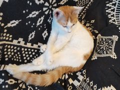 -平行世界·猫咖(首经贸店)