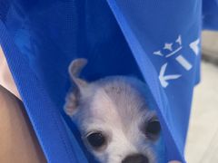 -安安宠医宠物医院·异宠·犬猫内科(岳阳分院)
