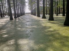 -渌洋湖湿地公园