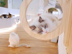 -COLOR PETS 撸猫馆·购猫·猫咖(长风大悦城店)
