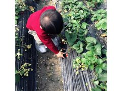 -小鱼草莓采摘园农家乐·小鱼餐厅