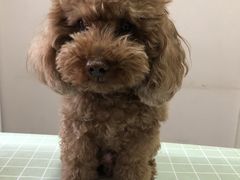 -美联众合爱康动物医院•复杂内科•肿瘤科•牙科•腔镜诊疗中心