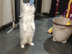 -宠爱国际动物医院·消化内科·心肾内科·ISFM猫友好(望京店)
