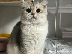 -Bastet sally猫舍购宠(静安店)