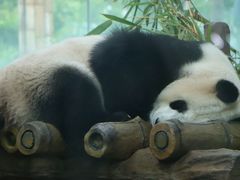 -广州动物园