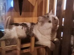 -Mr.Fox狐狸先生超级密室(南山店)