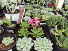-荷兰花海