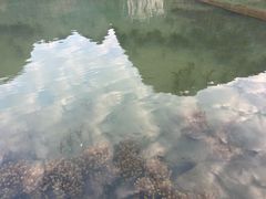 -靖西鹅泉风景区