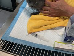 -瑞派宠物医院·犬猫全科·猫友好(宾水西道店)