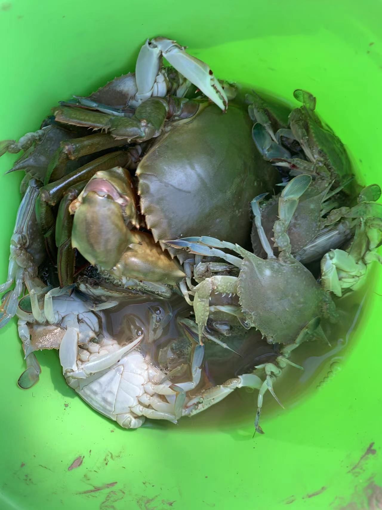 临港海边抓的大青蟹