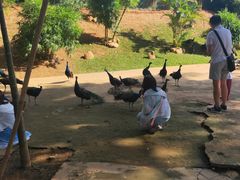 -西双版纳勐泐文化旅游区