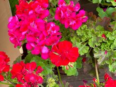 -静之湖湖畔餐厅