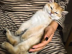 -欣宠猫屋·矮脚拿破仑·蓝金金渐层