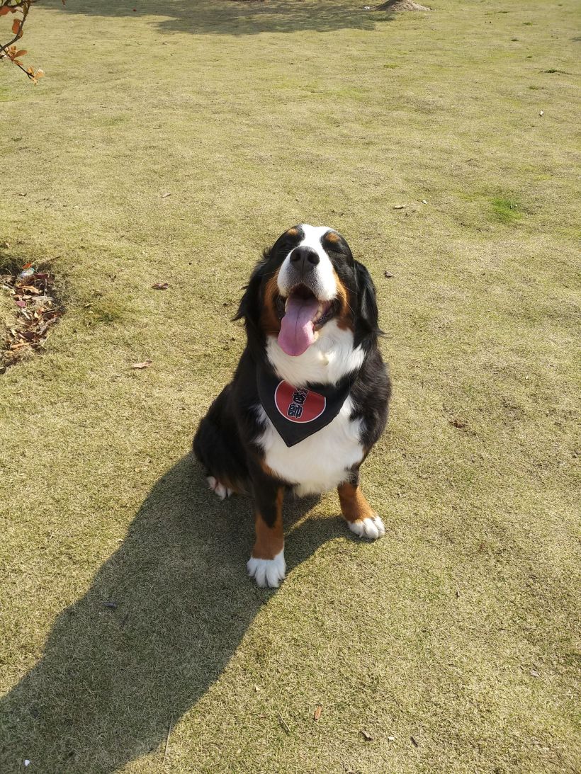 伯恩山犬,母,三歲未絕育,因家中狗狗太多,多次被鄰居投述,現忍痛求