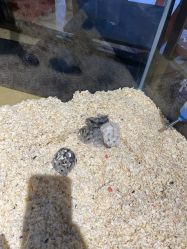 -开心哈乐儿童主题乐园(孙河易事达店)