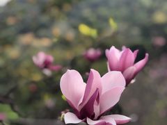 -桃花涧
