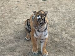 -北京野生动物园