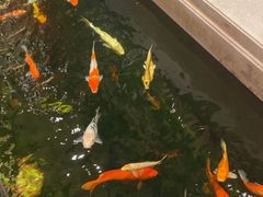 -龙悦湾酒家·八阵鱼生·渔人码头店