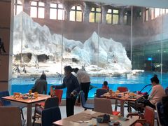 -帝企鹅自助餐厅•儿童岛•真企鹅(长隆企鹅酒店)