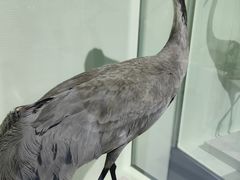 -盐城丹顶鹤湿地生态旅游区