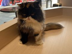 -瞄一喵猫咖(格力海岸店)