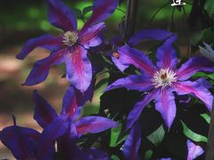 -国家植物园南园