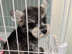 -BABIT巴比特宠物(MOMOPARK店)