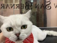 -车接车送·寄养洗护·德文猫舍(大宁店)