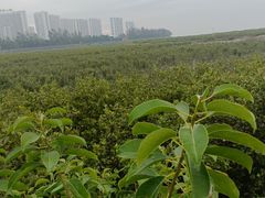 -北海金海湾红树林生态旅游区