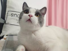 -屋虎猫馆(宝安大仟里店)