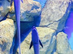 -福州罗源湾海洋世界旅游区