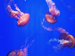 -上海海洋水族馆