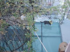 -喵屿·大理花园猫咖